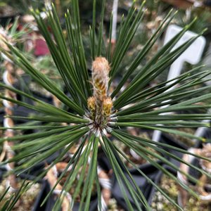 Pinus Nigra Thunbergii (Japanese Black Pine) - Style