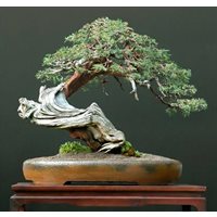 Bonsai