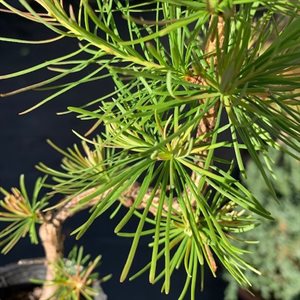 Larix Decidua (Mélèze d'Europe) - Style