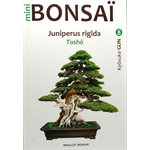 Mini-Bonsai - Génévrier Rigida - Kiosuke Gun