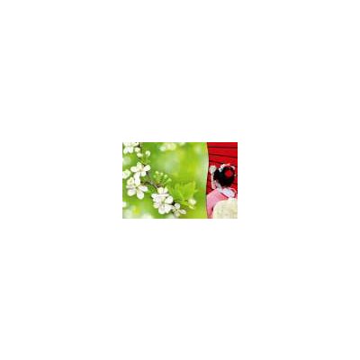 Card - Geisha Crabapple Flowers