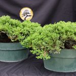 Juniperus Procumbens Nana