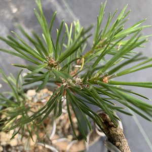 Pin Sylvestre (Pinus Sylvestris) - Style