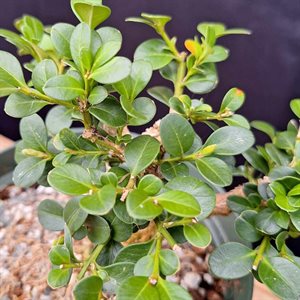 Buxus microphylla Japonica