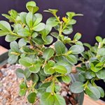 Buxus microphylla Japonica