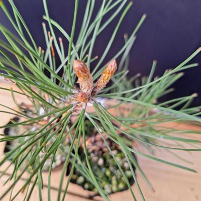 Pinus Nigra Austriaca (Pin Noir d'Autriche) - Style