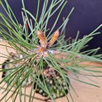 Pinus nigra austraica (Austrian Black Pine) - Styled