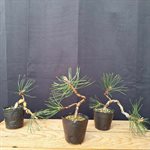 Pinus nigra austraica (Austrian Black Pine) - Styled