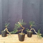 Pinus Nigra Austriaca (Pin Noir d'Autriche) - Style