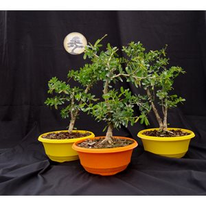 Desmodium Unifoliatum - Vietnamese Bluebell